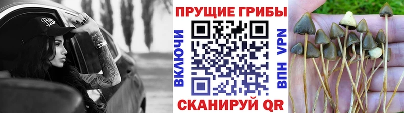 Галлюциногенные грибы мухоморы  Починок 